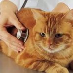 Ветеринарная «неотложка» спасла кота, не в меру любящего свинину