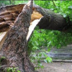Трагедия в Измайловском парке: упавшее дерево насмерть задавило мужчину