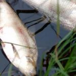 Почти 100% рыбы погибло в результате сброса отходов в приток реки Меча под Луховицами