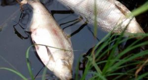 По факту массовой гибели рыбы в притоке реки Меча в Луховицком районе заведено дело
