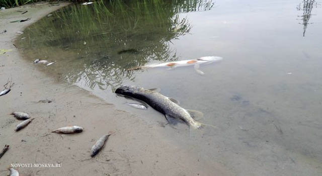 В реке Пахра вымерла рыба